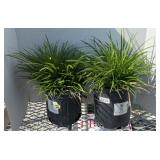 (2) CREEPING LIRIOPE PLANTS