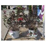 (2) SONIC BLOOM WINE WEIGELA SHRUB