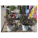 (2) SONIC BLOOM WINE WEIGELA SHRUB