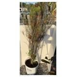 FERNLEAF BUCKTHORN FINELINE #3