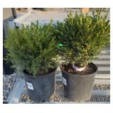 (2) BOXWOOD SHRUBS