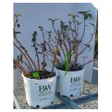 (2) MIXED PLANTS SUMMERIFIC HIBISCUS