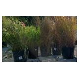 (5) FEATHER REED GRASS