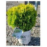 ANNAS MAGIC BALL ARBORVITAE