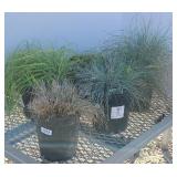 (5) MIXED GRASSES