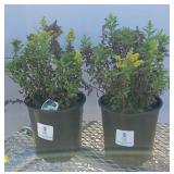 (2) GOLDENROD LITTLE LEMON