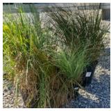 (6) MIXED GRASSES