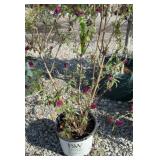 BOBO HYDRANGEA