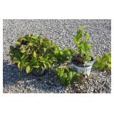 (2) MIXED PLANTS HYDRANGEAS
