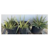 (3) COLOR GUARD YUCCA