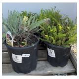 (4) MIXED PLANTS YARROW