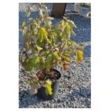 SNOW QUEEN HYDRANGEA