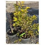 (3) WINTERBERRY SOUTHERN GENTLEMAN