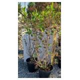 (2) CHOKEBERRY #3