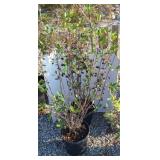 (2) CHOKEBERRY #3 W/ BERRIES