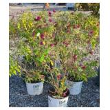 (3) MISS MOLLY BUTTERFLY BUSHES