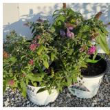 (3) BUTTERFLY BUSHES