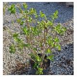 DONALD WYMAN LILAC #3