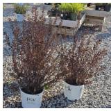 (3) TINY WINE NINEBARK