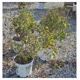 (3) DARK PURPLE BLOOMERANG LILACS