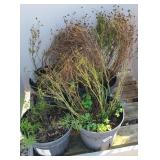 (4) CREME CARAMEL COREOPSIS