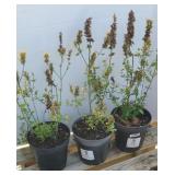 (3) KUDO GOLD AGASTACHE