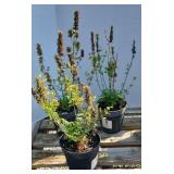 (3) KUDO GOLD AGASTACHE