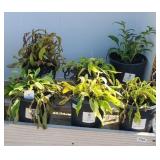 (6) MIXED PLANTS