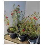 (5) RED SATIN COREOPSIS