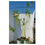 (3) ICE BALLET MILKWEEDS