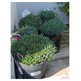 (5) MIXED DIANTHUS
