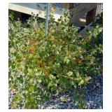 GRO LOW SUMAC