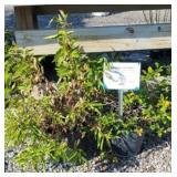 (2) TEXAS SCARLET FLOWERING QUINCE