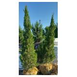 (3) JUNIPER EVERGREENS
