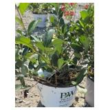 (2) LOW SCAPE MOUND ARONIA