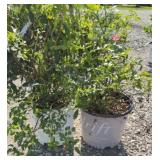 (2) STARLET FORSYTHIA