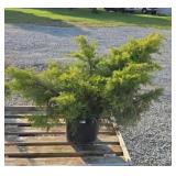 SAYBROOK GOLD JUNIPER #3