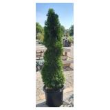 ARBORVITAE, EMERALD GREEN SPIRAL