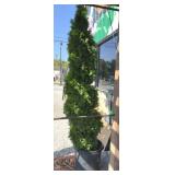 ARBORVITAE, EMERALD GREEN SPIRAL