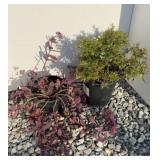(2) MIXED PLANTS