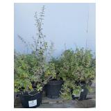 (3) CATMINT WALKERS LOW