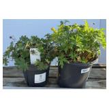 (2) MIXED PLANTS CRANESBILL