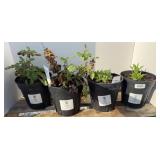 (4) BLUE MARVEL SALVIAS