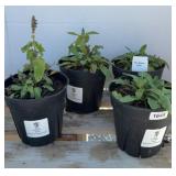 (4) BLUE HILL SALVIA