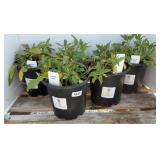 (5) SNOW HILL SALVIA