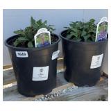 (2) BLUE HILL SALVIA