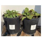 (2) MARVEL SALVIAS