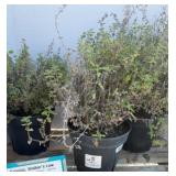 (3) CATMINT WALKERS
