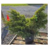 SYRABROOK GOLD JUNIPER