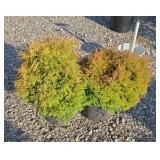 (2) FIRE CHIEF ARBORVITAE